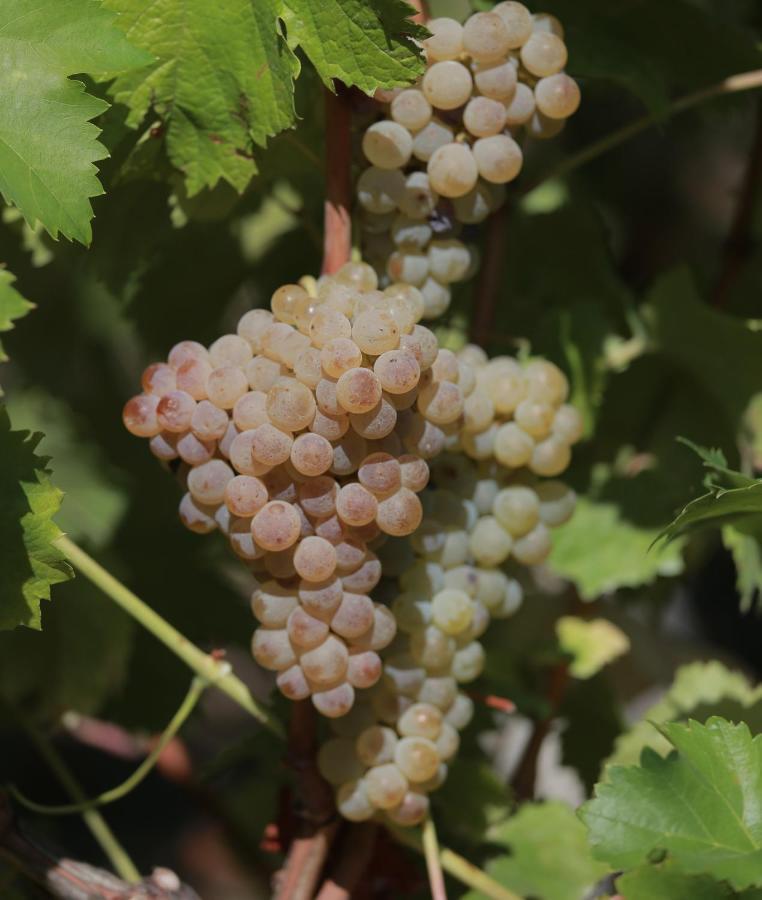 Quinta De Beiredos * Santa Cruz do Douro